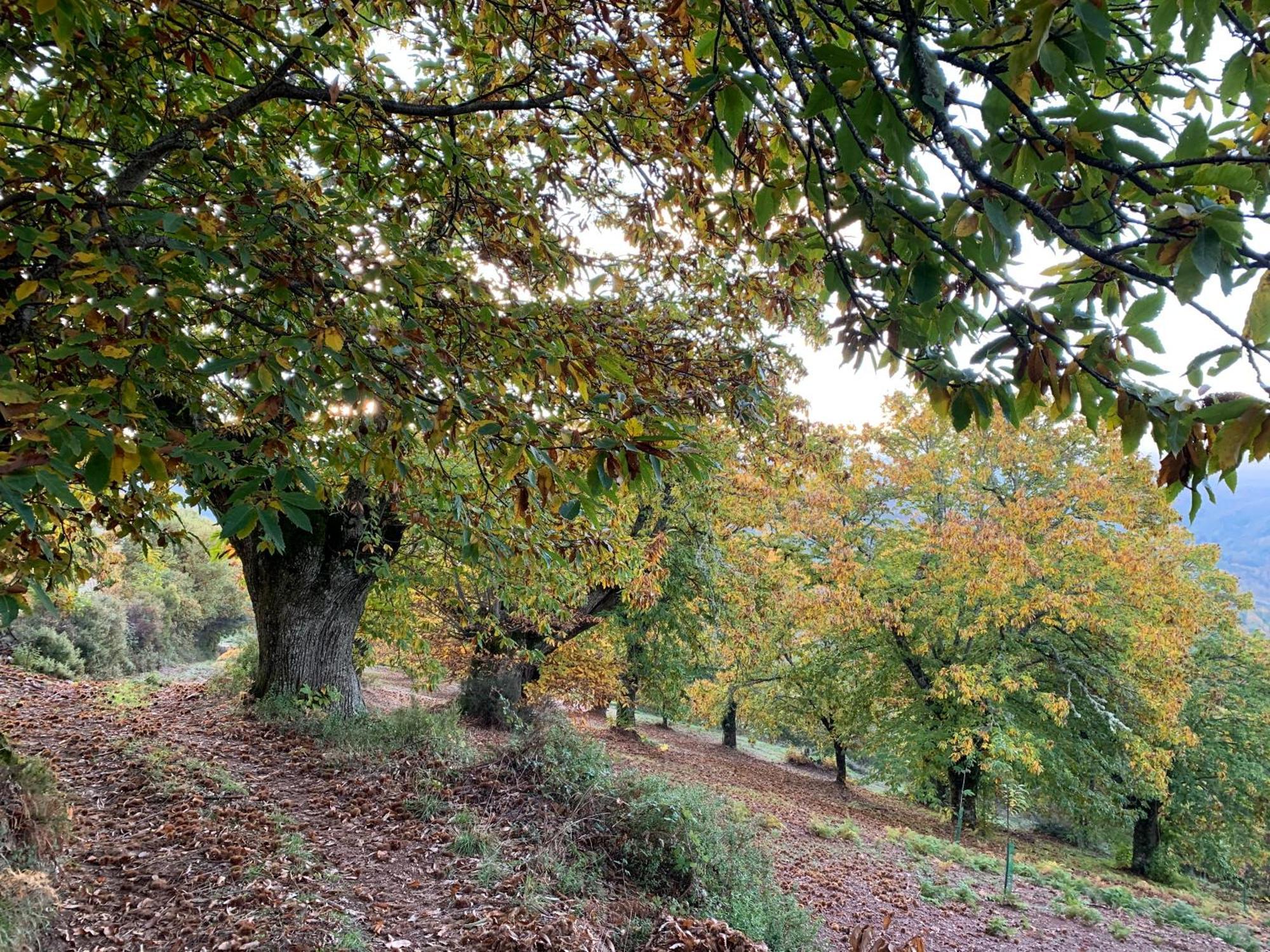 Casa Do Souto - Nature & Experiences - Turismo Rural Bragança Kültér fotó